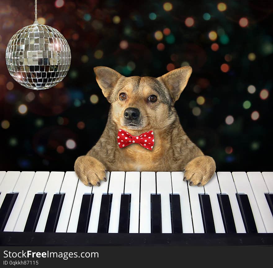 The dog musician in a red bow tie plays the piano in the nightclub. White background. Isolated. The dog musician in a red bow tie plays the piano in the nightclub. White background. Isolated