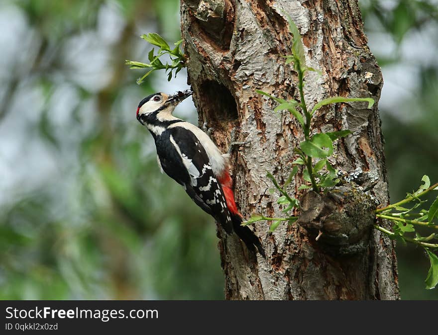 A stunning male Great spotted Woodpecker, Dendrocopos major, perching on the edge of its nesting hole in a Willow tree with a beak