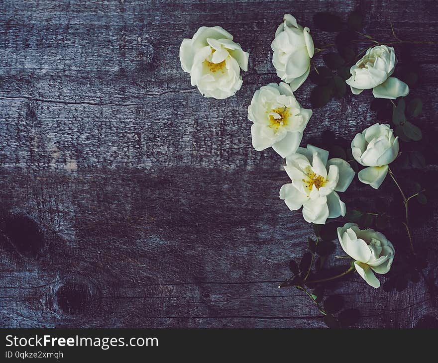 Beautiful rose hip branch with white flowers