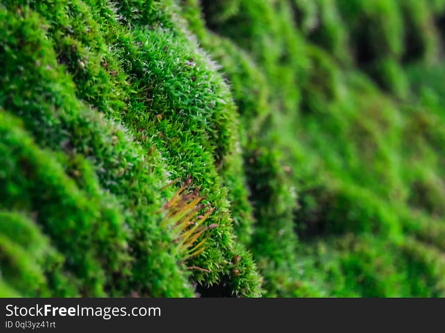 Closeup photo with a small area of ​​sharply depicted space of beautiful green moss on the surface of tree bark