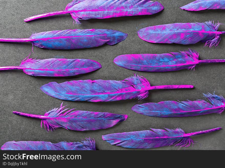 Colorful Feathers On Dark Background