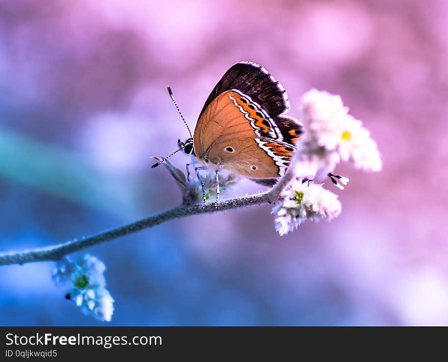 Dreamy butterfly sitting on flower pink blue background