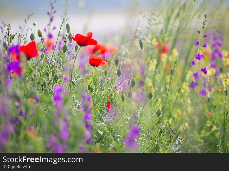 Beautiful summer meadow nature. Spring and summer flowers under blue sky and sunlight near Shemakha, Azerbaijan