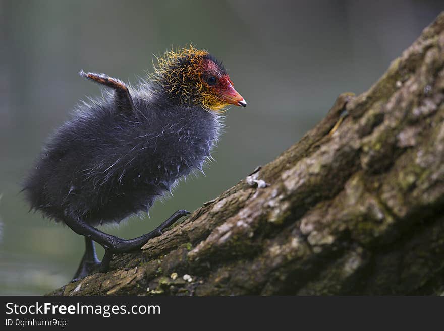 Two Eurasian coot chicks Fulica atra perched on a branch in a city pond in the capital city of Berlin Germany. Perched in water in front of a coloured background seen from a low angle. Two Eurasian coot chicks Fulica atra perched on a branch in a city pond in the capital city of Berlin Germany. Perched in water in front of a coloured background seen from a low angle.