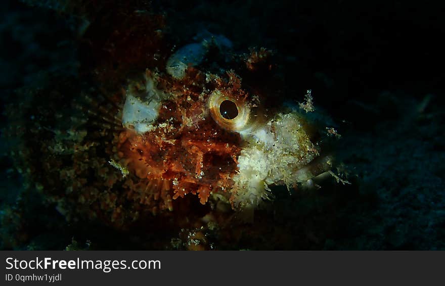 Stone fish eye, Night dive, Anilao, Philippine