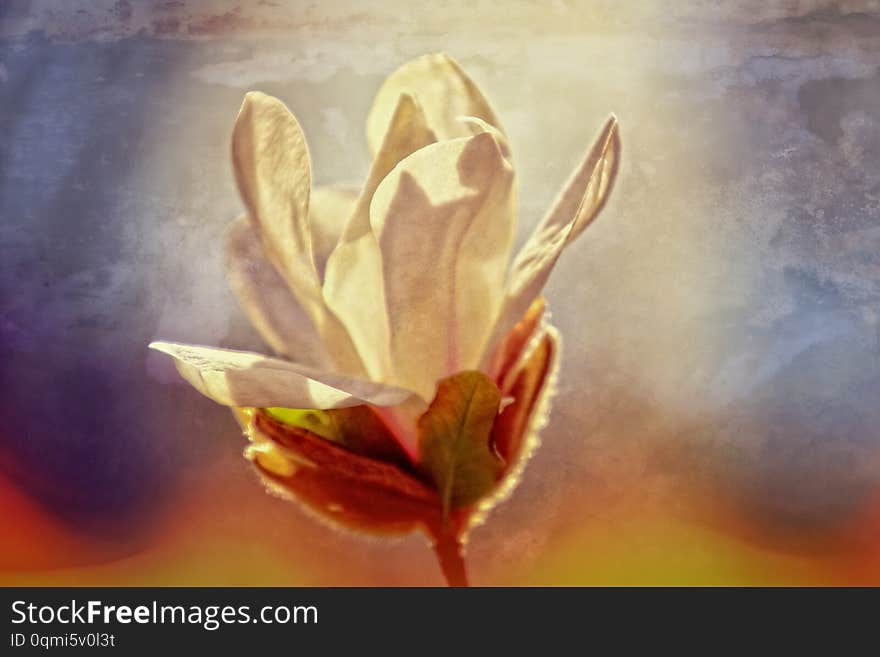 Beautiful delicate magnolia flowers on a tree branch in a sunny spring garden