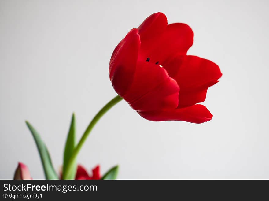 Single Stem Red Tulip