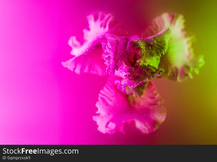 Vivid neon colored iris flower bud on multi colored background.