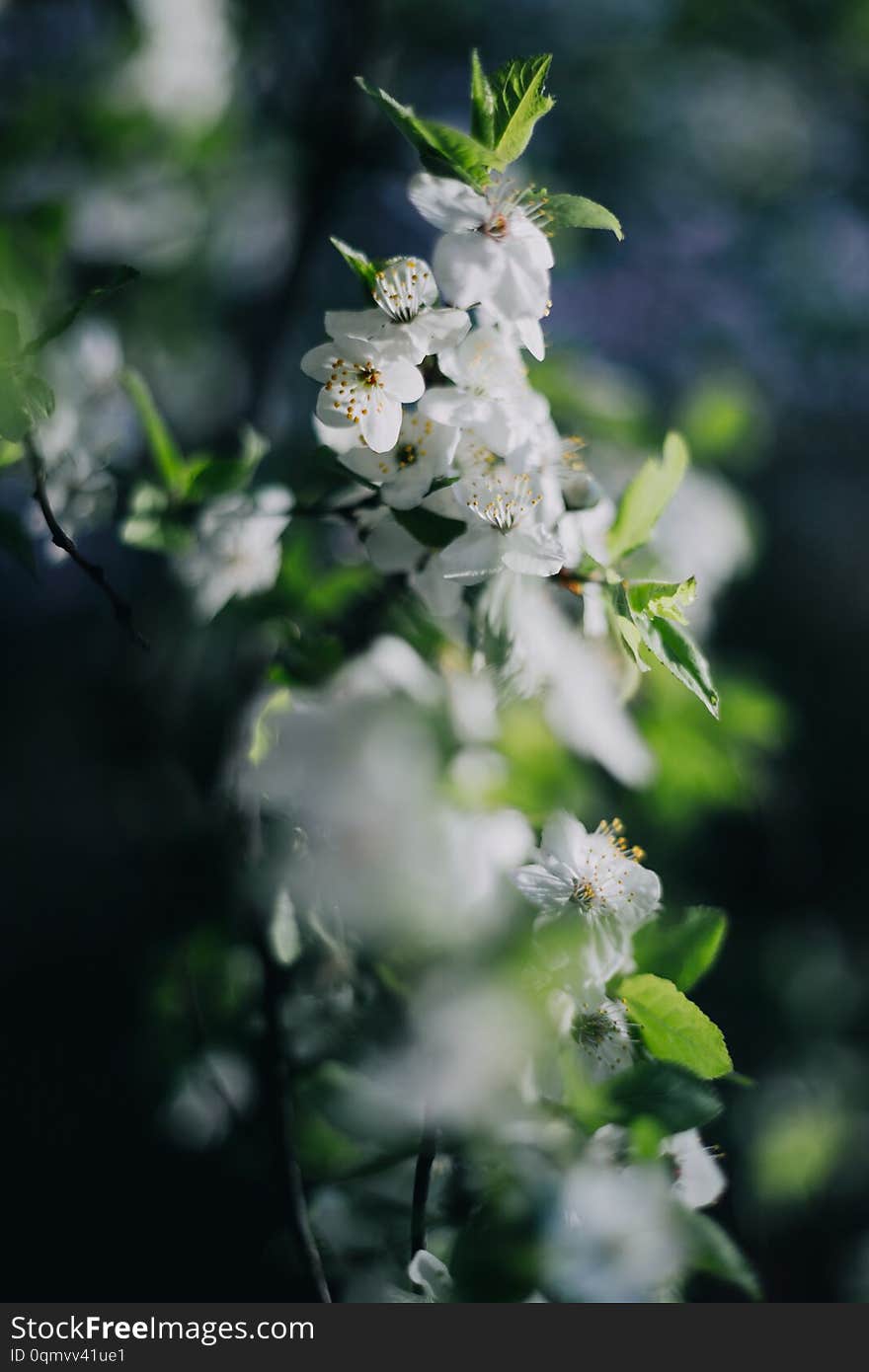 White Lilacs Flowers Background Outdors Light Nice