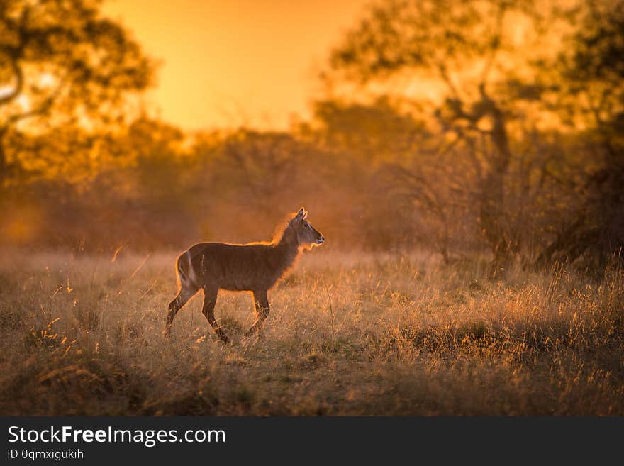 A single young waterbuck kobus ellipsiprymnus walking across a grassy clearing at sunset