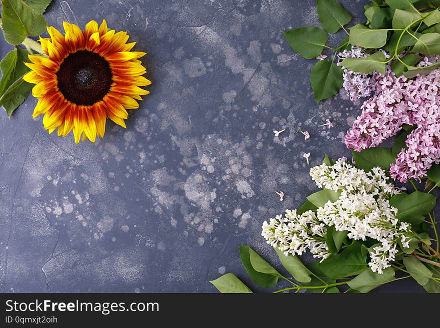 Beautiful, yellow sunflower and lilac on a black background, top view, close-up. Frame of flowers. An interesting, unusual and