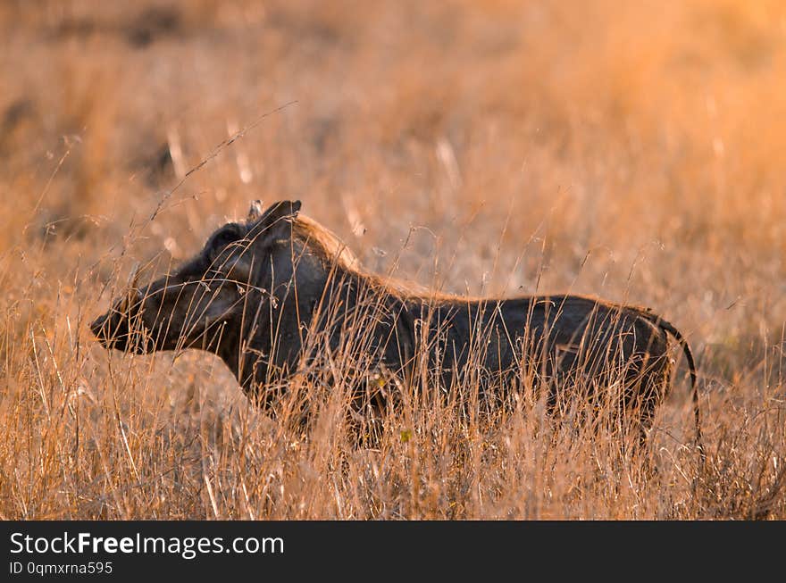 A warthog phacochoerus africanus standing in the long grass. Kruger national park, South