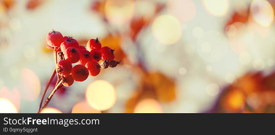 Autumn natural background with orange berries and blue sky, fall landscape, vintage filter, banner, place for text