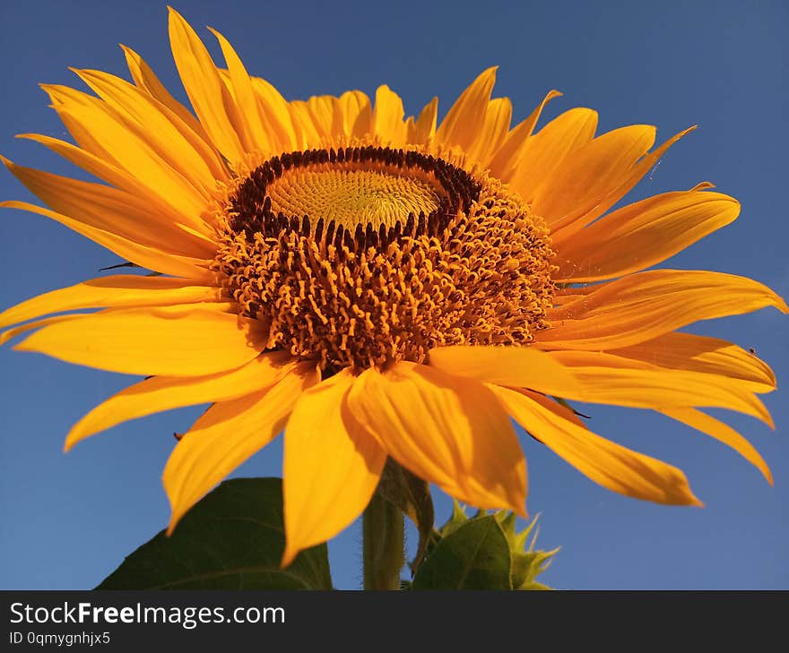 Beautiful Sun Flower Blossom With Blue Sky Background.