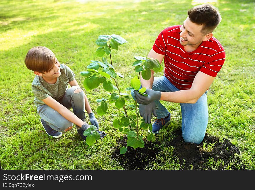 Dad and son planting tree together in park on sunny day