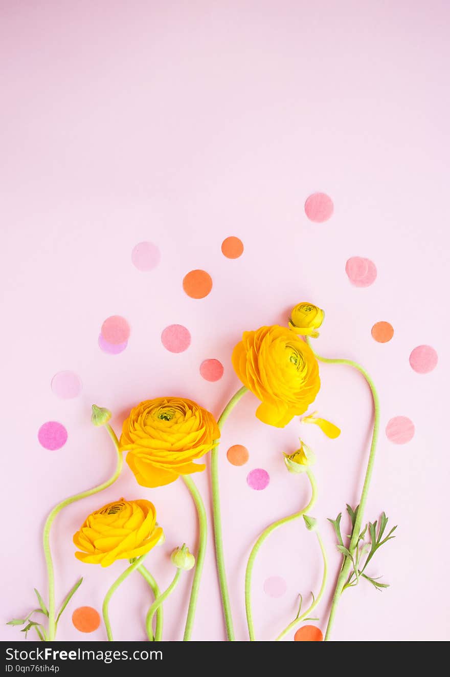 Beautiful Fresh Blossoming Single Yellow Color Ranunculus.