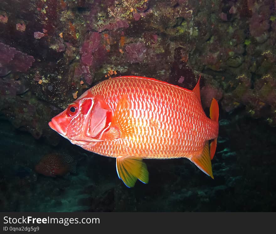 Underwater world in deep water in coral reef and plants flowers flora in blue world marine wildlife, travel nature beauty, sharks