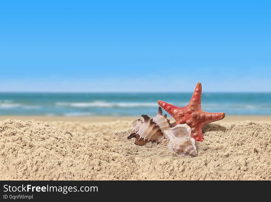 Starfish and sea shells in a beach sand on the sea shore.