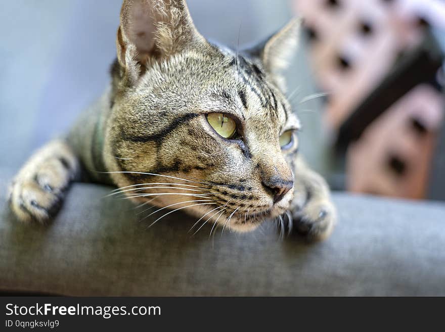 Beautiful gray tabby cat looking away, close up