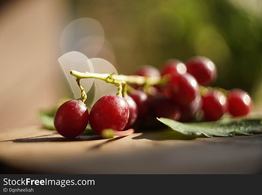 Beautiful and colorful grape farm in harvesting season  in Ninh Thuan, Vietnam. Beautiful and colorful grape farm in harvesting season  in Ninh Thuan, Vietnam.