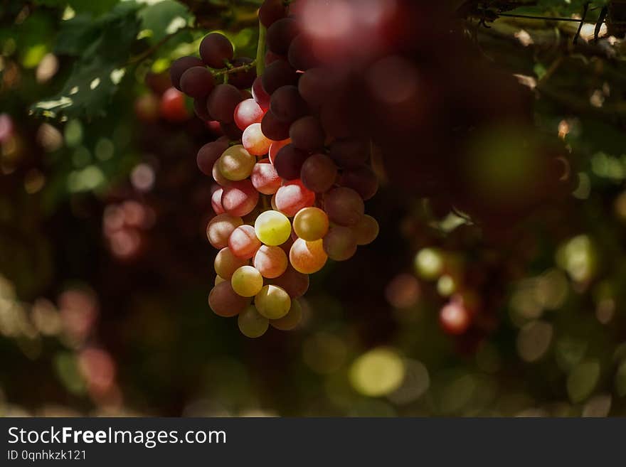 Beautiful and colorful grape farm in harvesting season in Ninh Thuan, Vietnam. Beautiful and colorful grape farm in harvesting season in Ninh Thuan, Vietnam.