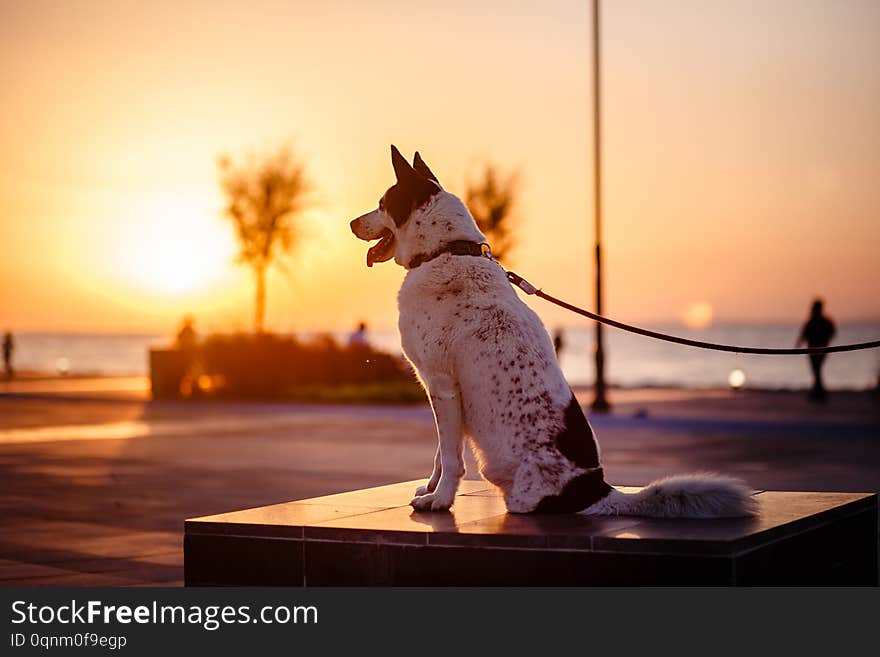 Dog malamute phenotype without back leg sittingat at sunset on marble pedestal in the square in Izmir