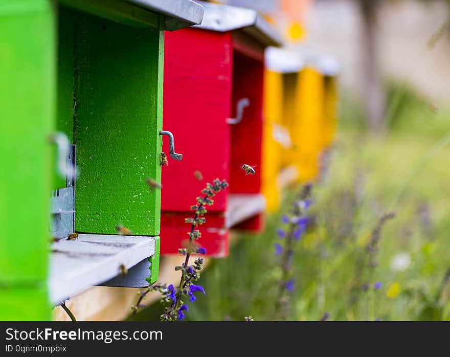 The bees after collecting pollen fly into their green hive. The bees after collecting pollen fly into their green hive