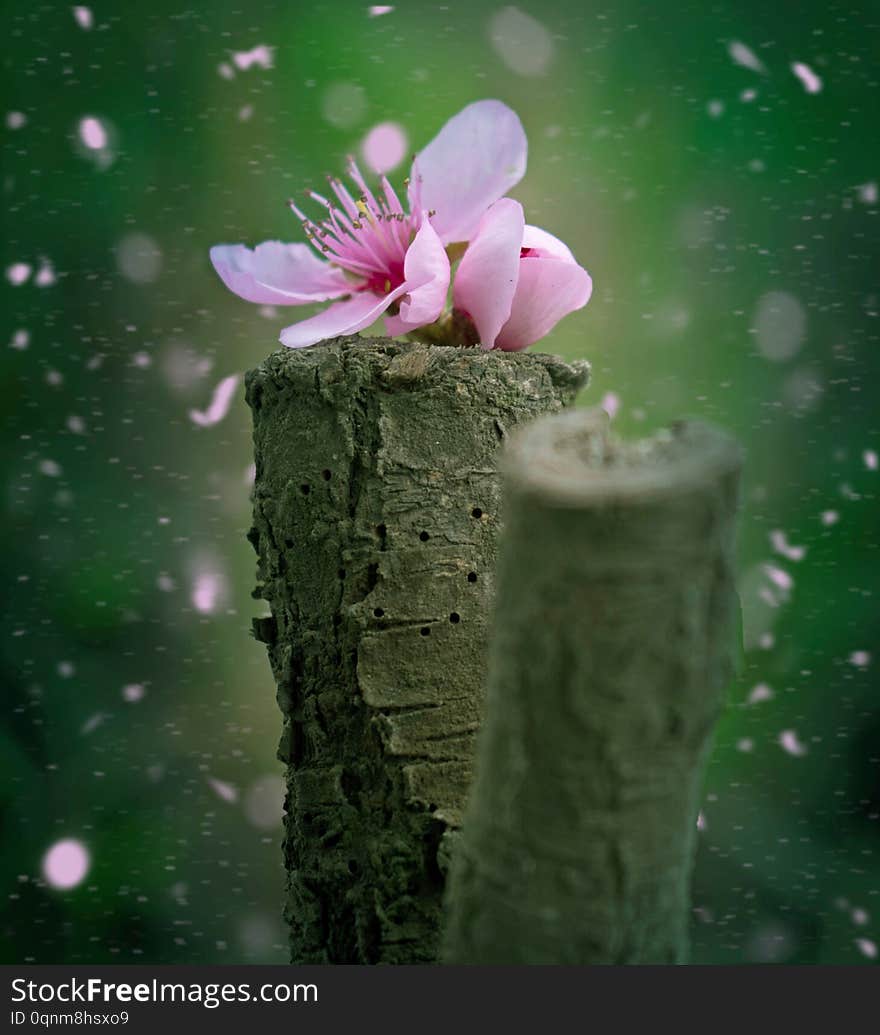 Peach blossom fallen on a piece of wood.during the spring, affordable cover book, ilustration card. Peach blossom fallen on a piece of wood.during the spring, affordable cover book, ilustration card.