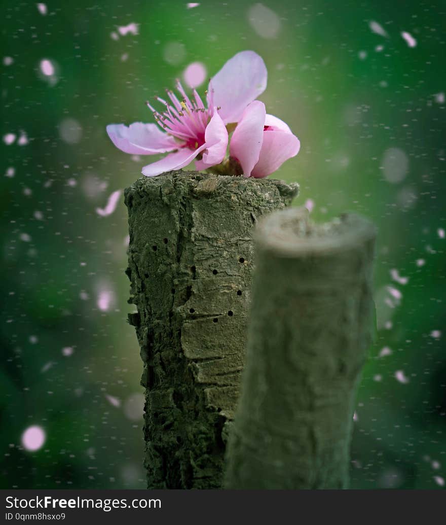 Book cover. Card.Peach blossom flower  fallen on a piece of wood