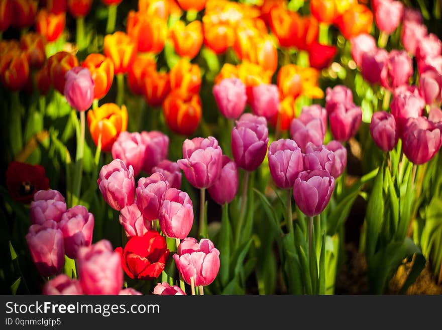 Tulips in the garden at the morning