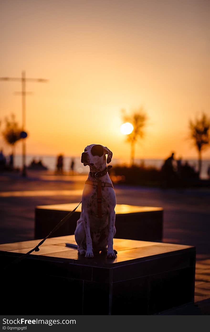 Dog phenotype pointer sits at sunset on marble pedestal in the square in Izmir. Dog phenotype pointer sits at sunset on marble pedestal in the square in Izmir