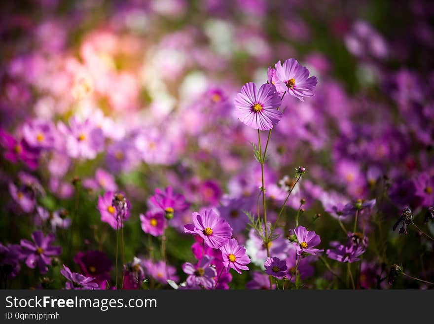 Cosmos flower in the green fields