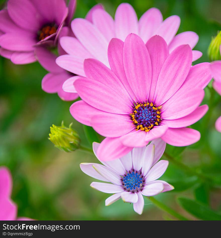 A Display Of Cape Daisies Osteospermum.