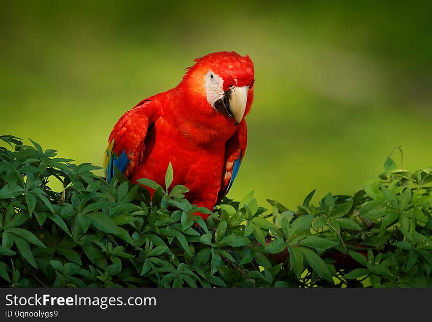 Red parrot Scarlet Macaw, Ara macao, bird sitting on the branch with food, Amazon, Brazil. Wildlife scene from tropical forest. Beautiful parrot on tree in nature habitat