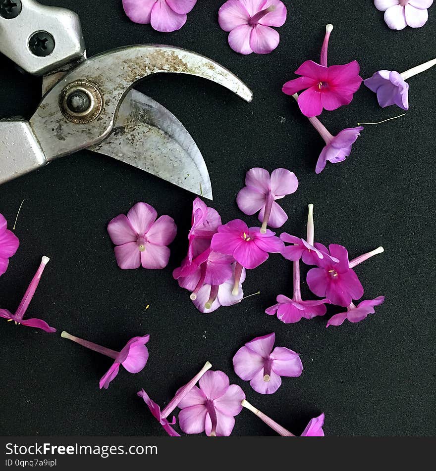 Dianthus Garden Flowers on black backgraund. Pink Flowers To Garden Carnations. Macro flowers