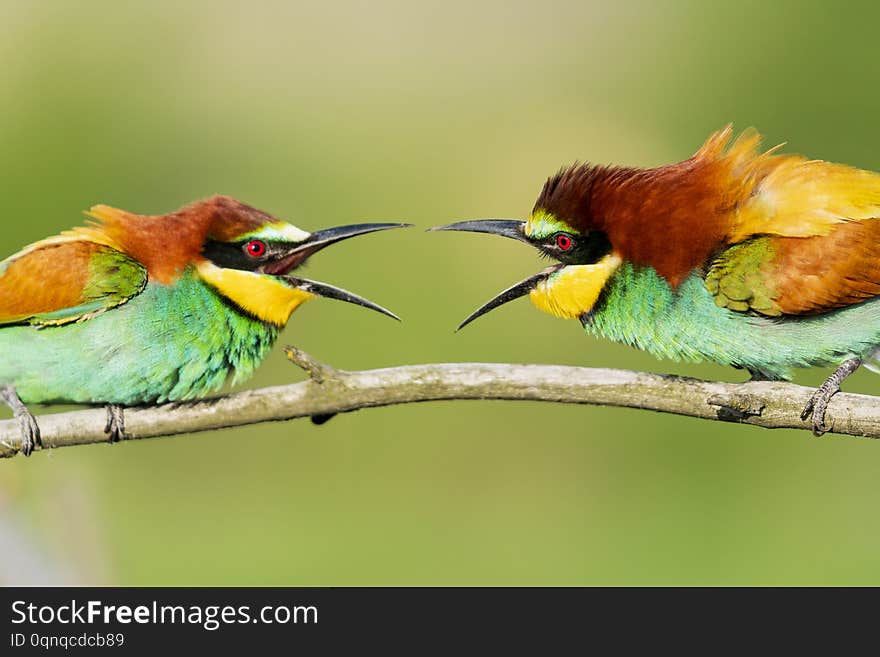 Beautiful colorful birds scream at each other , wild nature