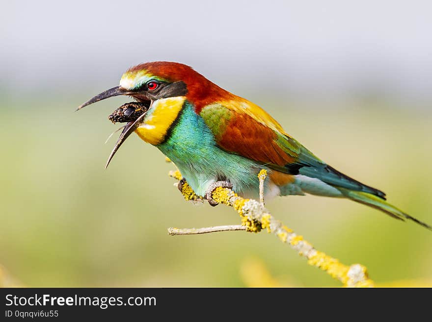 Bee-eater sitting on a branch throws regurgitates