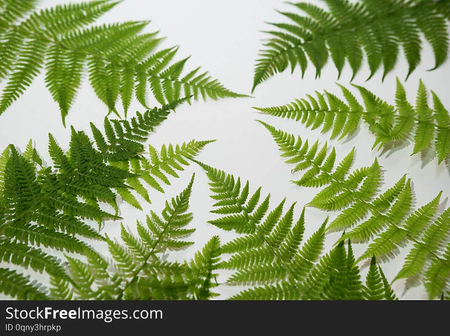 Green fern leaves background