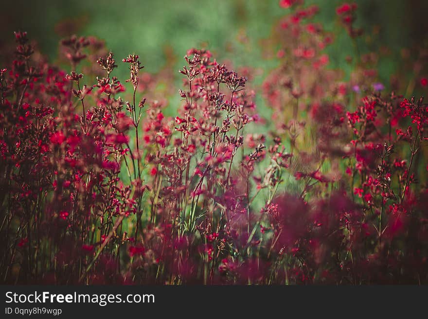 Purple wildflowers on the lawn