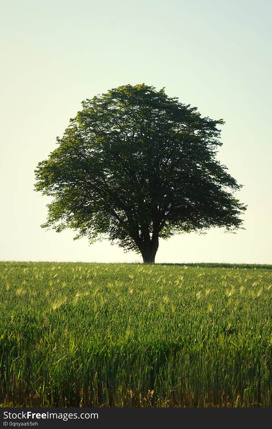 Lonely tree in a Green field