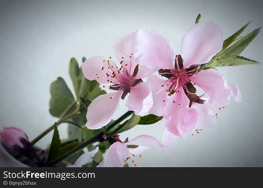Peach blossom branch with beautiful pink flowers. Presented on a light background. Peach blossom branch with beautiful pink flowers. Presented on a light background
