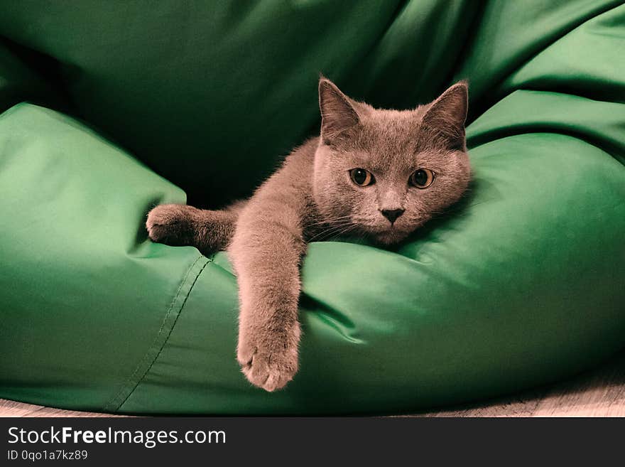 Young British Blue Shorthair Cat Lying on a Green chair bag. Pensive gray cat.