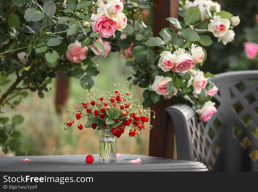 A beautiful garden with blooming roses, tasty wild strawberries and a chair.