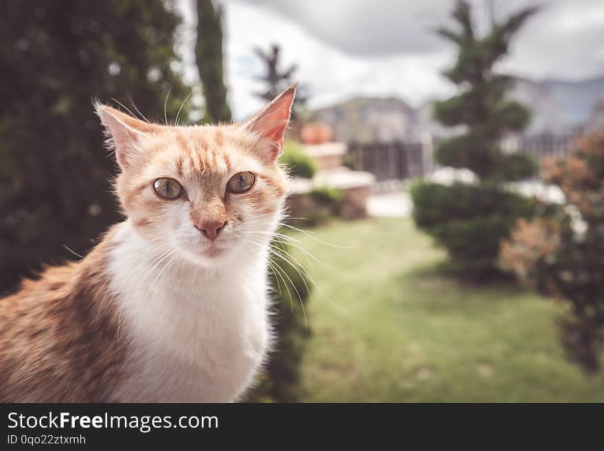 Cute Brown And White Cat Portrait