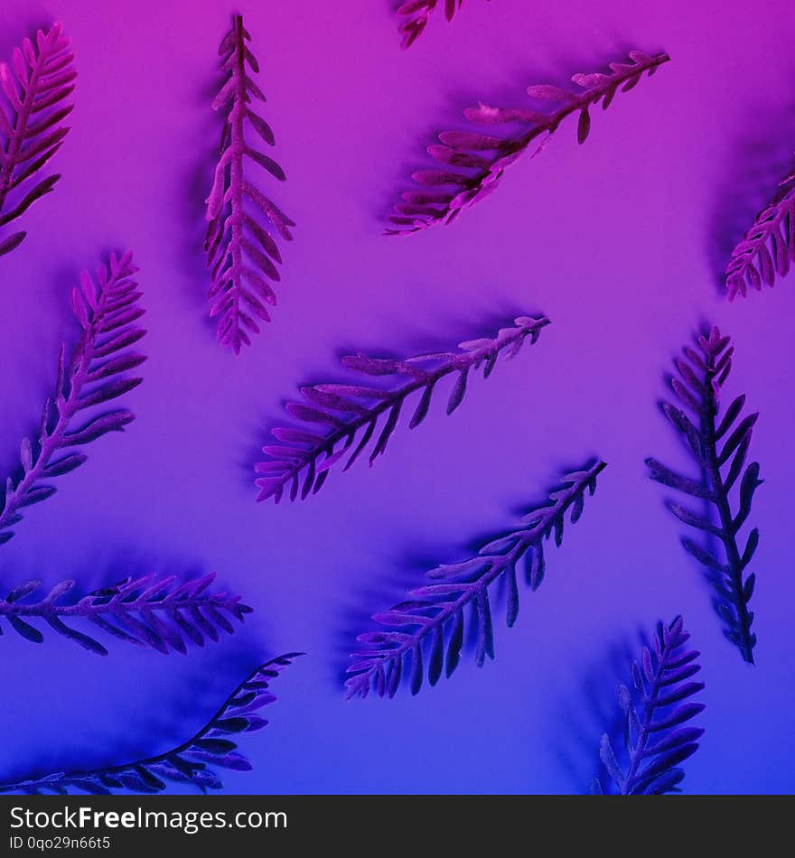 Beautiful Leaves On A Blue-pink  Background.  Nature Concept.