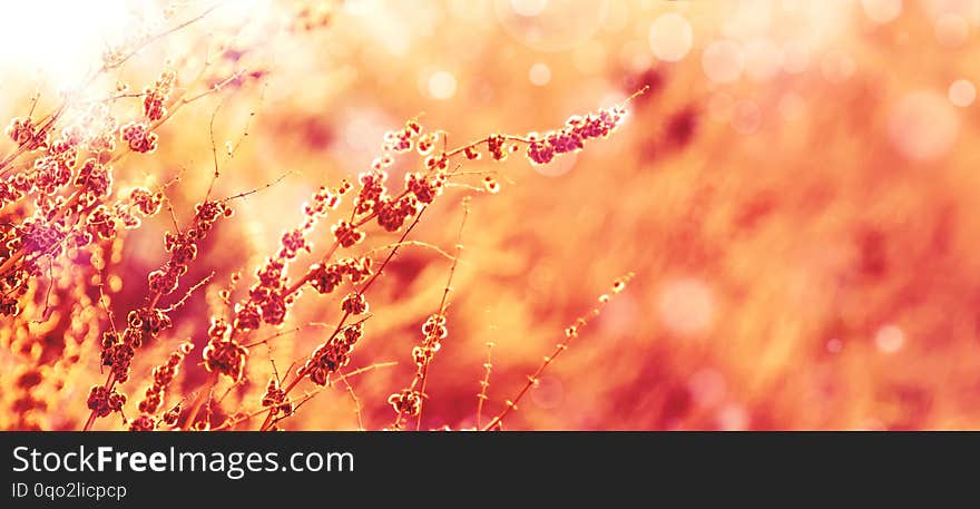 Autumn natural bokeh background with dry plants, golden yellow sunny landscape, banner, place for text