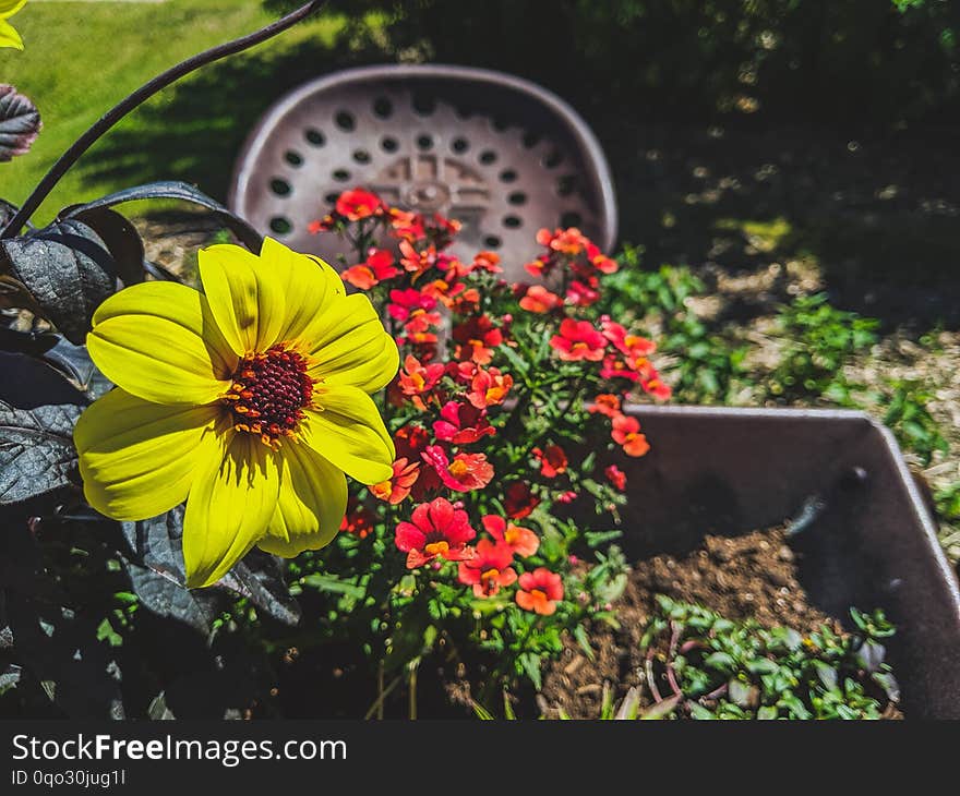 Vibrant flowers on a bright sunny day