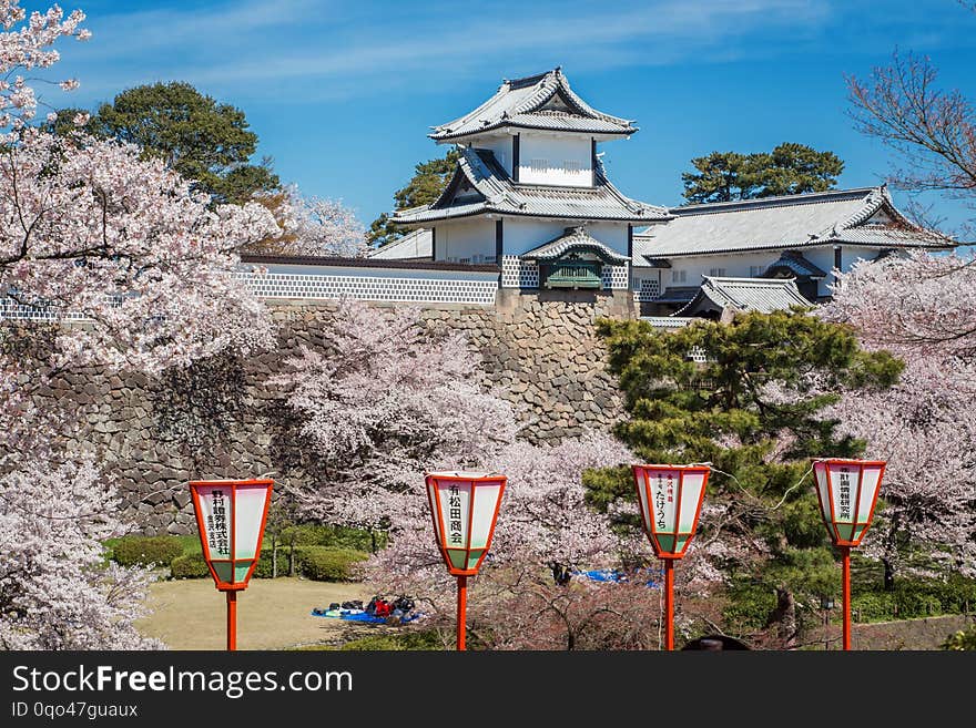 April may cherry blossom season in Japan, Asia. Beauty of blossoming. Nature