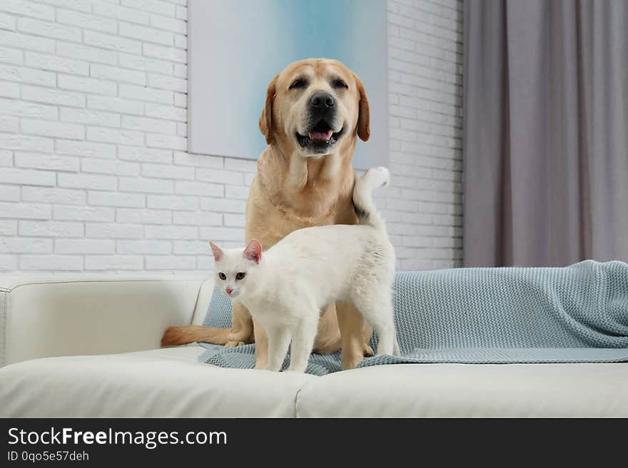 Adorable dog looking into camera and cat together on sofa indoors. Friends forever