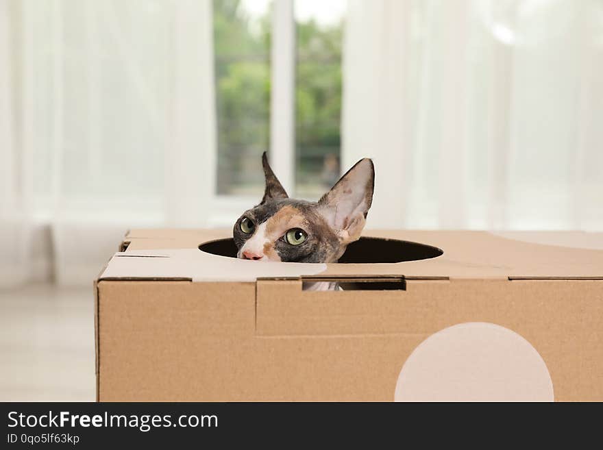 Cute sphynx cat inside cardboard house in room. Friendly pet